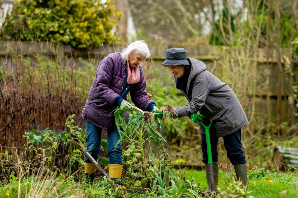 Older women working in garden